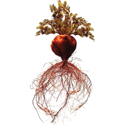 Red Maca Plus - Woman Ginseng